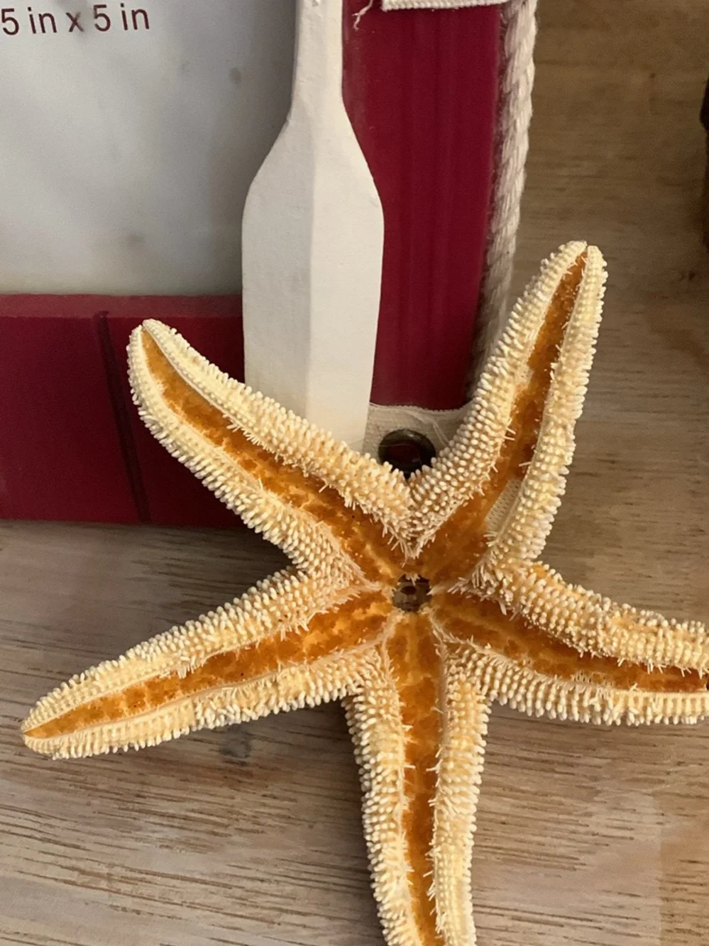 Decorative Natural Starfish - Coastal Accent in Cream and Tan